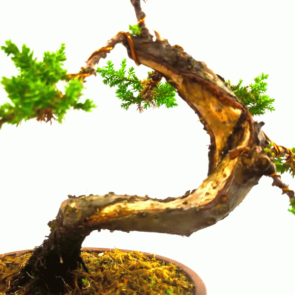 Bonsai de Junípero Procumbens 6 Anos - Image 2