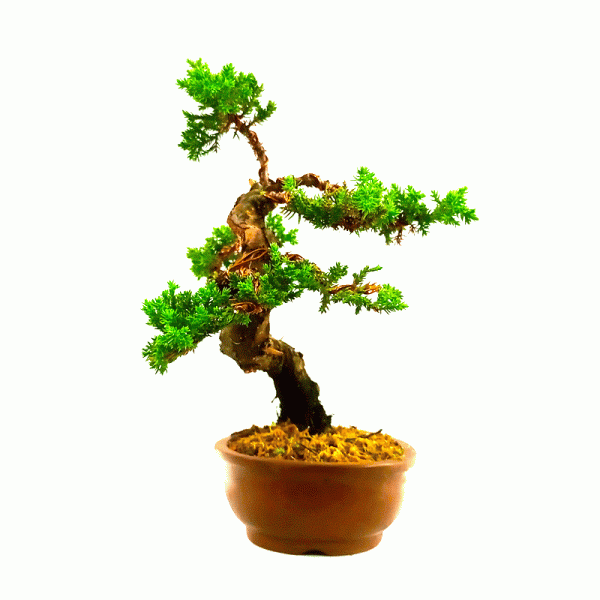 Bonsai de Junípero Procumbens 6 Anos - Image 3