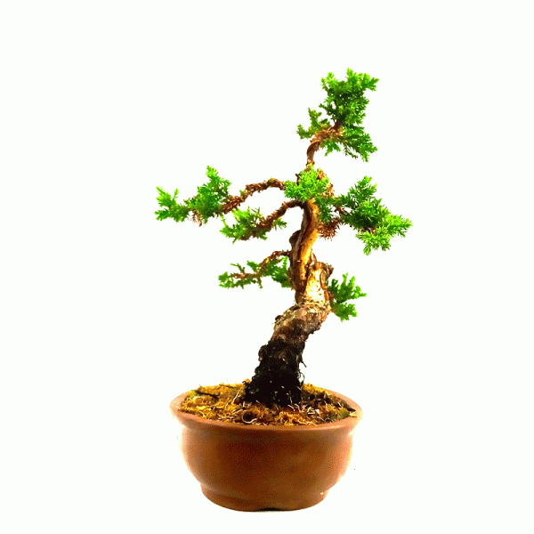 Bonsai de Junípero Procumbens 6 Anos - Image 5