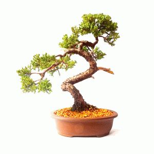 Bonsai de Junípero Procumbens