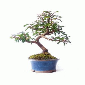 Bonsai de Caliandra Rosa