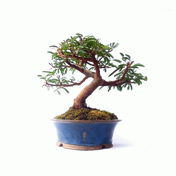 Bonsai de Caliandra Rosa 5 anos - Imagem 4