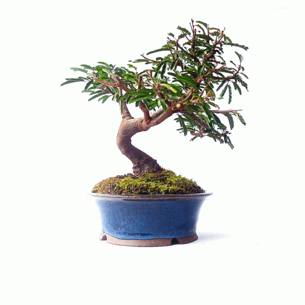 Bonsai de Caliandra Rosa 5 anos - Imagem 5