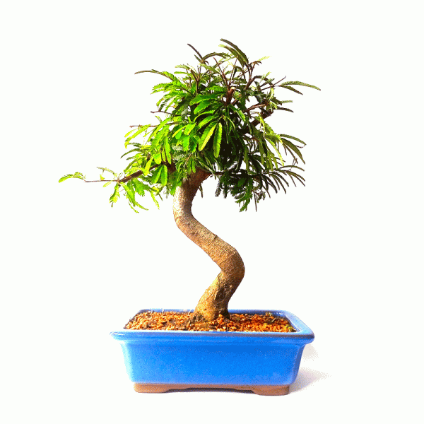 Bonsai de Caliandra Rosa