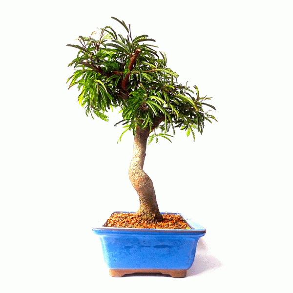 Bonsai de Caliandra Rosa 7 anos - Imagem 2