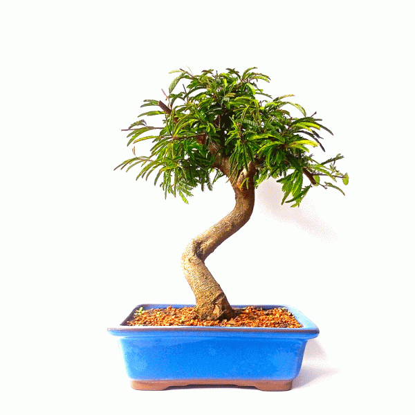 Bonsai de Caliandra Rosa 7 anos - Imagem 3