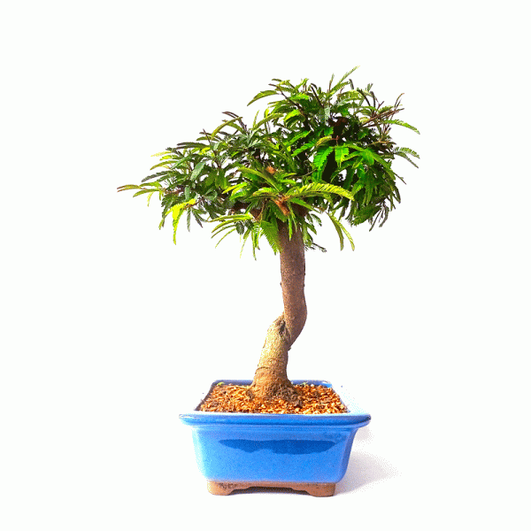 Bonsai de Caliandra Rosa 7 anos - Imagem 4