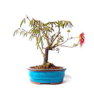 Bonsai de Caliandra Vermelha