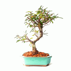 Bonsai de Caliandra Rosa
