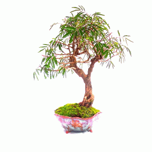 Bonsai de Caliandra Vermelha