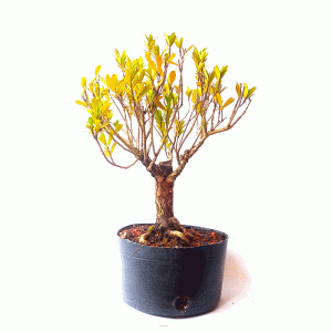 Pré Bonsai de Cereja Anã