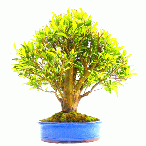 Bonsai de Cereja do Rio Grande 28 Anos