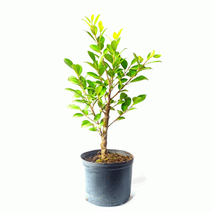 Pré Bonsai de Fícus Tiger Bark