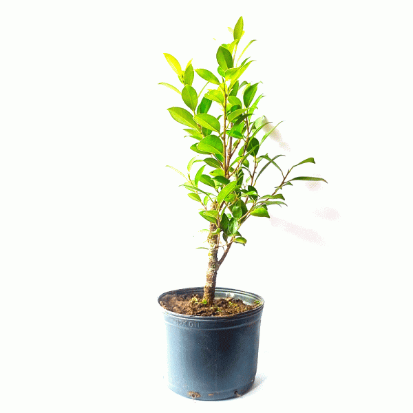 Pré Bonsai de Fícus Tiger Bark 3 Anos - Imagem 2