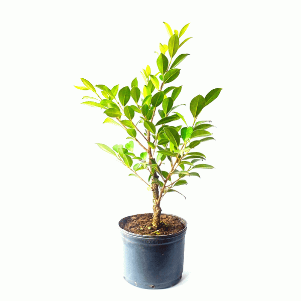Pré Bonsai de Fícus Tiger Bark 3 Anos - Imagem 3