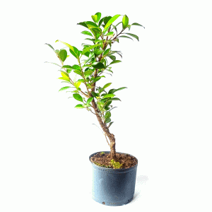 Pré Bonsai de Fícus Tiger Bark