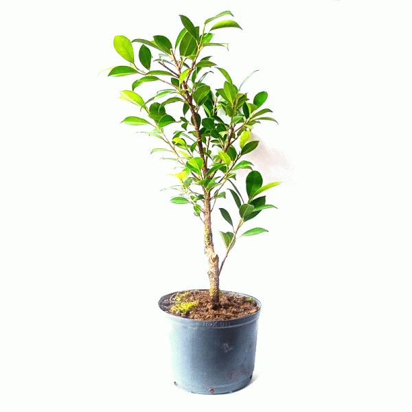 Pré Bonsai de Fícus Tiger Bark 3 Anos - Imagem 2