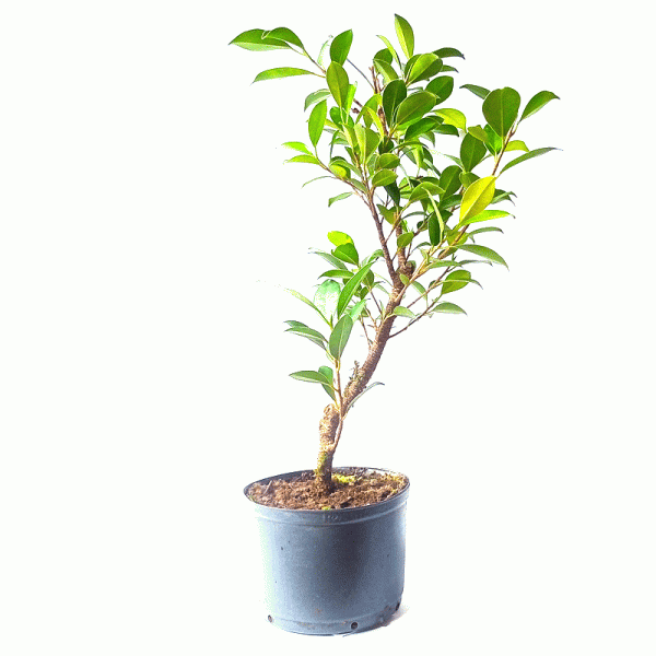 Pré Bonsai de Fícus Tiger Bark 3 Anos - Imagem 3