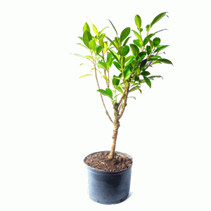 Pré Bonsai de Fícus Tiger Bark