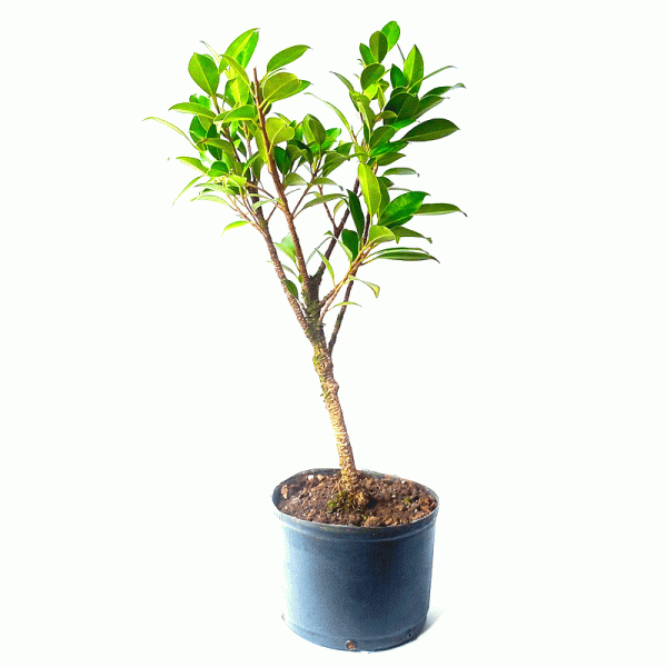 Pré Bonsai de Fícus Tiger Bark 3 Anos - Imagem 2