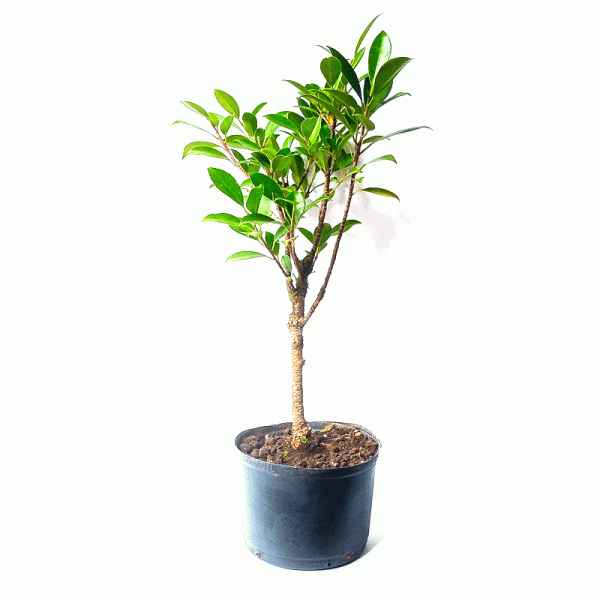 Pré Bonsai de Fícus Tiger Bark 3 Anos - Imagem 3