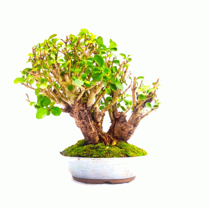 Bonsai de Ligustrum Ovalifolium