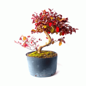 Pré Bonsai de Loropetalum Rubrum
