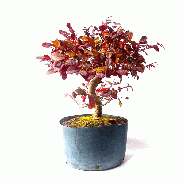 Pré Bonsai de Loropetalum Rubrum 5 anos - Image 3
