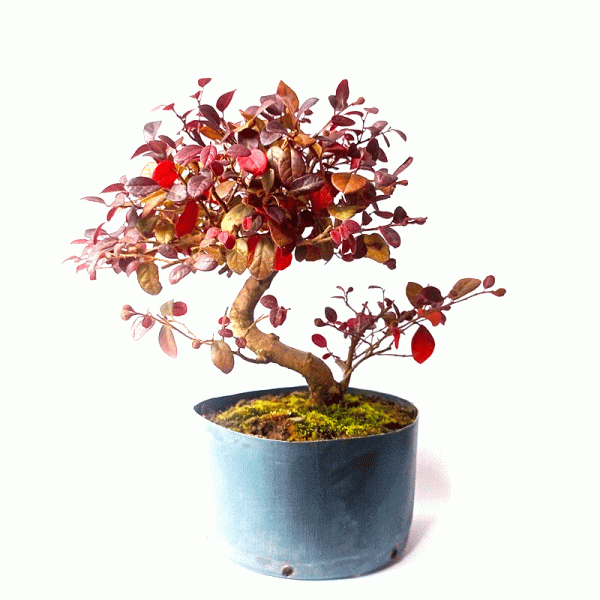 Pré Bonsai de Loropetalum Rubrum 5 anos - Image 4