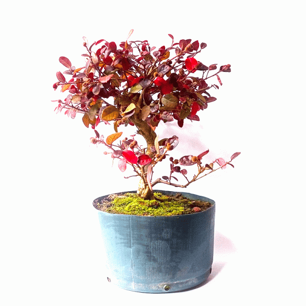 Pré Bonsai de Loropetalum Rubrum 5 anos - Image 5