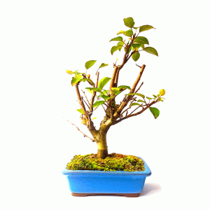 Bonsai de Maça Anã