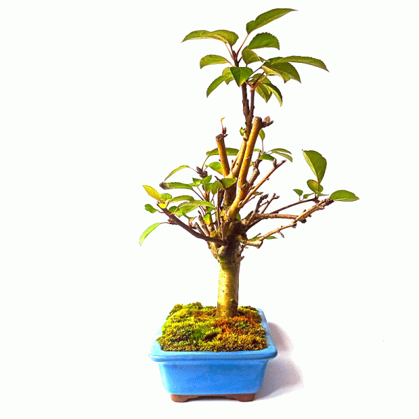 Bonsai de Maça Anã 7 anos - Image 2