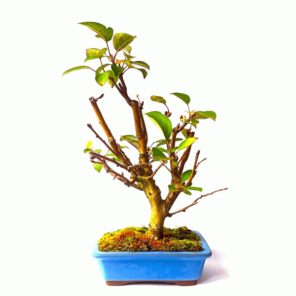 Bonsai de Maça Anã 7 anos - Image 3