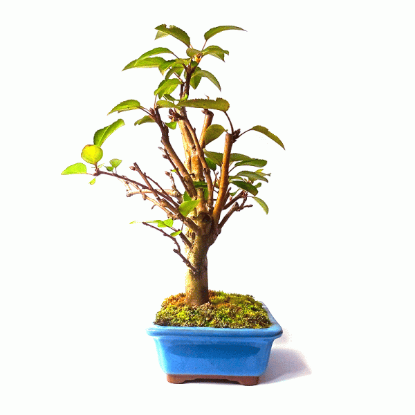 Bonsai de Maça Anã 7 anos - Image 4
