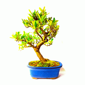 Bonsai de Piracanta Vermelha