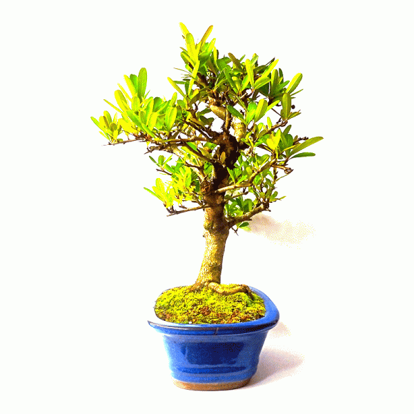 Bonsai de Piracanta Fruta cor Vermelha 7 anos - Image 2