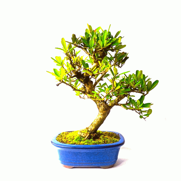 Bonsai de Piracanta Fruta cor Vermelha 7 anos - Image 3