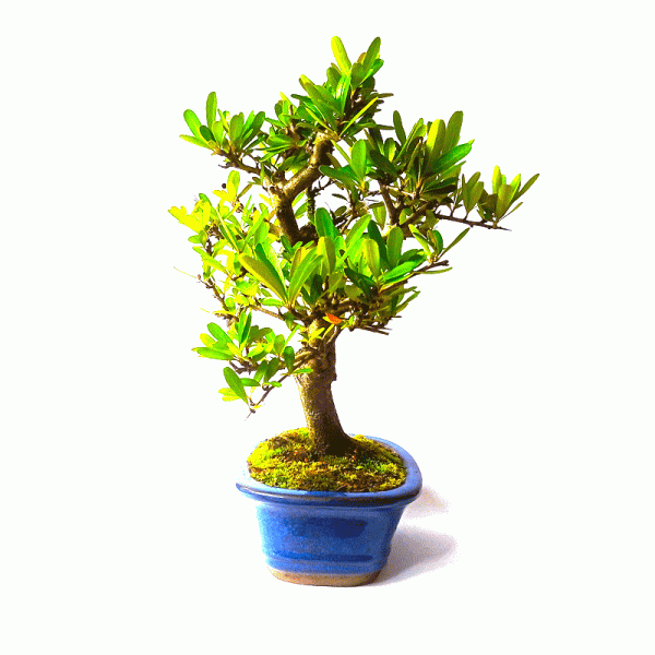 Bonsai de Piracanta Fruta cor Vermelha 7 anos - Image 4