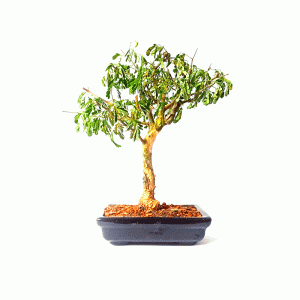 Bonsai de Pithecolobium (var. Tortum)