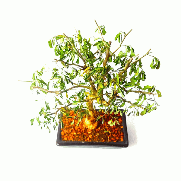 Bonsai de Pithecolobium (Chloroleucon var. Tortum) 4 anos - Imagem 2