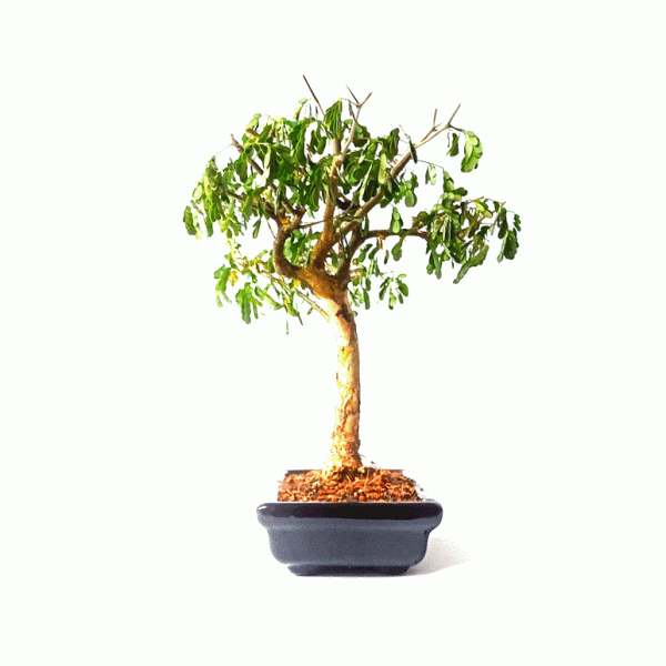 Bonsai de Pithecolobium (Chloroleucon var. Tortum) 4 anos - Imagem 3