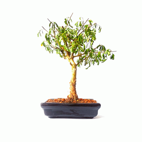 Bonsai de Pithecolobium (Chloroleucon var. Tortum) 4 anos - Imagem 4