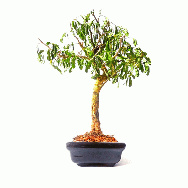 Bonsai de Pithecolobium (Chloroleucon var. Tortum) 4 anos - Imagem 5