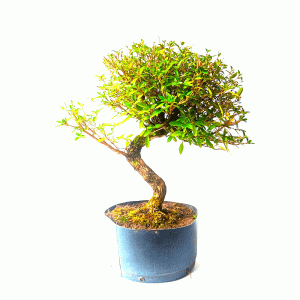 Pré Bonsai de Serissa Chinesa