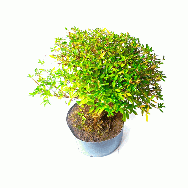Pré Bonsai de Serissa Chinesa 6 anos - Imagem 2
