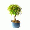 Pré Bonsai de Serissa Chinesa 6 anos - Imagem 3