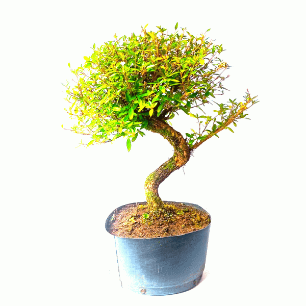 Pré Bonsai de Serissa Chinesa 6 anos - Imagem 4