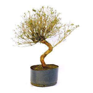 Pré bonsai de serissa