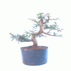 Pré Bonsai de Caliandra Rosa