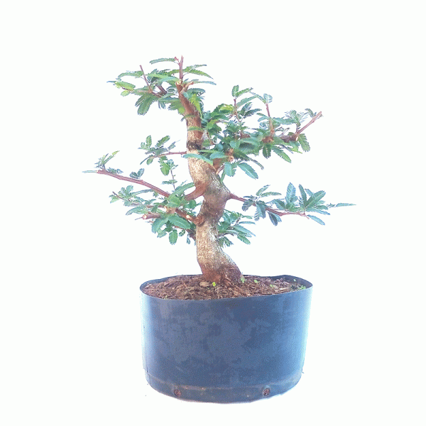 Pré Bonsai de Caliandra Rosa 7 anos - Imagem 2